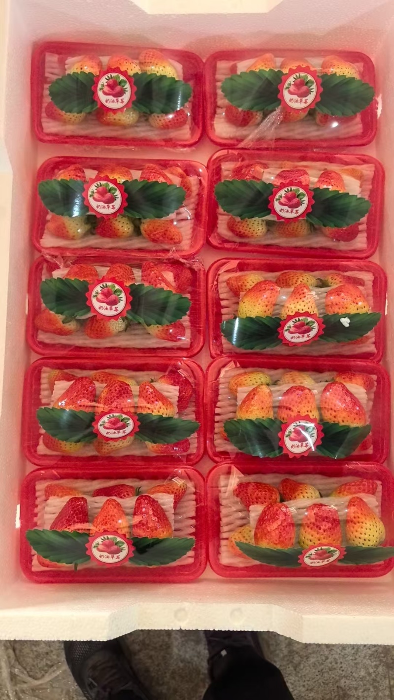 精品天仙醉草莓自家果园基地直发对接全国欢迎咨询