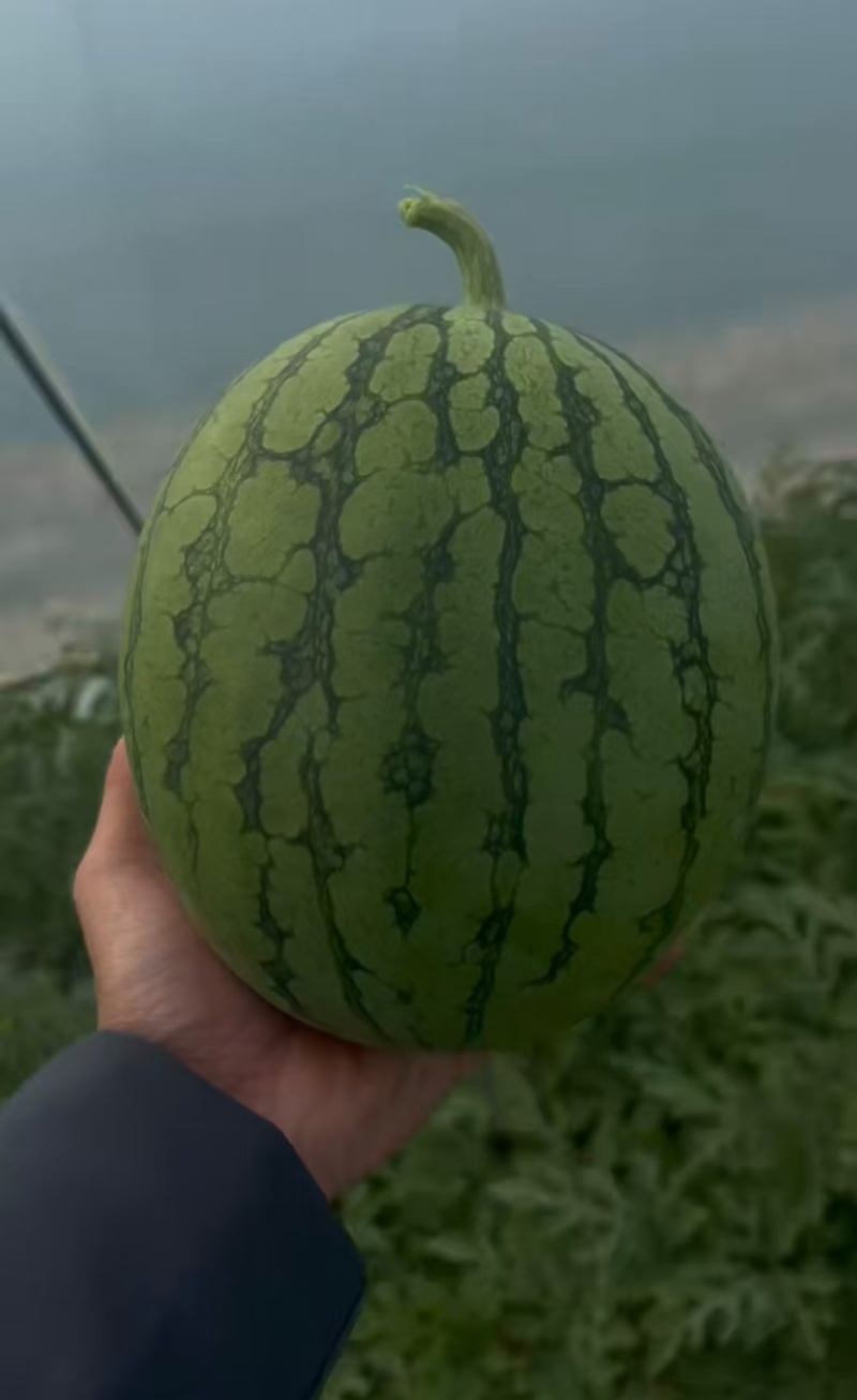 广东特小凤西瓜货源充足产地直供薄皮脆黄瓤欢迎联系