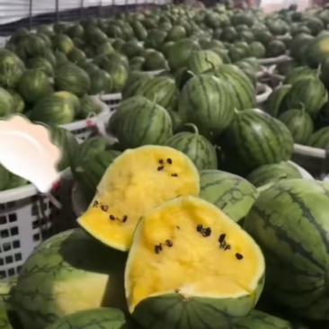 广东特小凤西瓜货源充足产地直供薄皮脆黄瓤欢迎联系