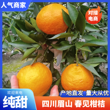 四川春见耙耙柑，果面干净，味道纯甜，价格美丽