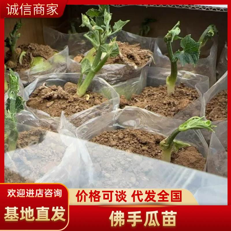 山东产地直发精品佛手瓜芽基地育苗，可视频看货