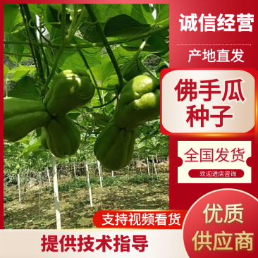 山东产地直发精品佛手瓜芽基地育苗，无公害土可视频看货