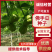 山东产地直发精品佛手瓜芽基地育苗，无公害土可视频看货