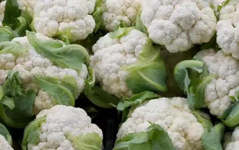 江苏盐城新鲜蔬菜有机花菜松花菜大量上货了品相好价格实惠