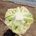 江苏盐城新鲜蔬菜有机花菜松花菜大量上货了品相好价格实惠