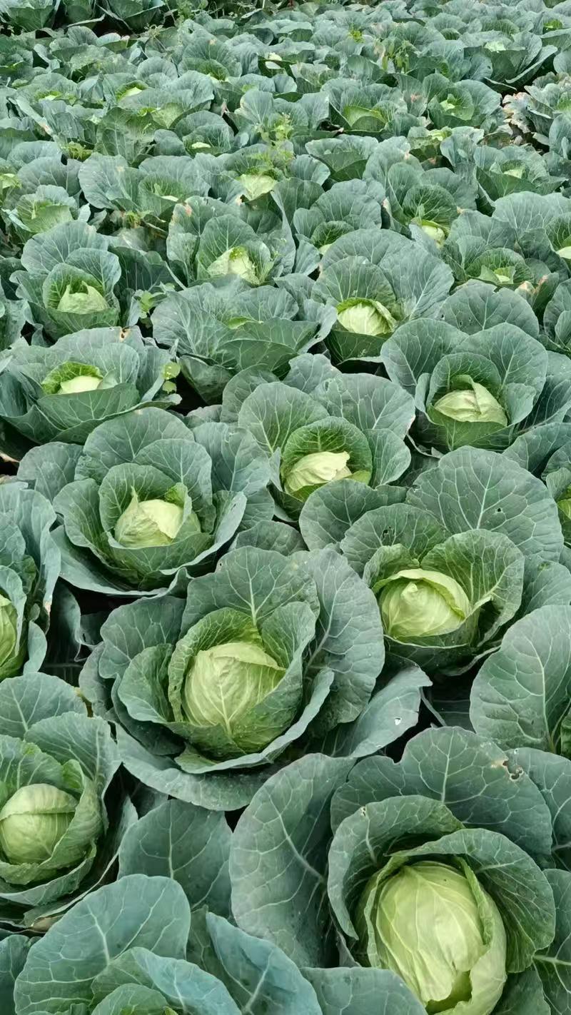 包菜圆包菜热卖中江苏盐城种植基地直发量大价优品质保障
