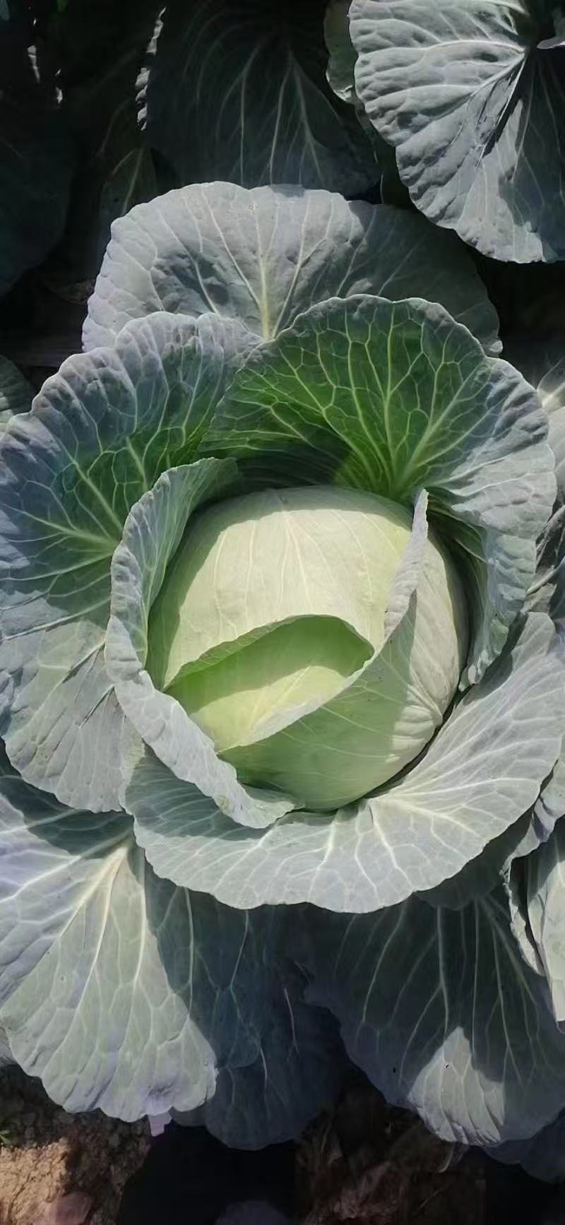 包菜圆包菜热卖中江苏盐城种植基地直发量大价优品质保障