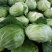 包菜圆包菜热卖中江苏盐城种植基地直发量大价优品质保障