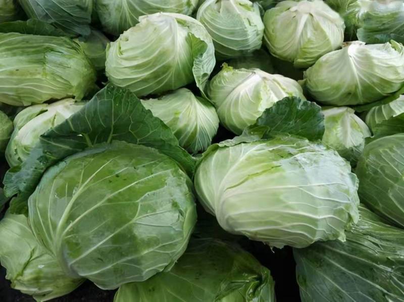 包菜圆包菜热卖中江苏盐城种植基地直发量大价优品质保障