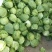 包菜圆包菜热卖中江苏盐城种植基地直发量大价优品质保障