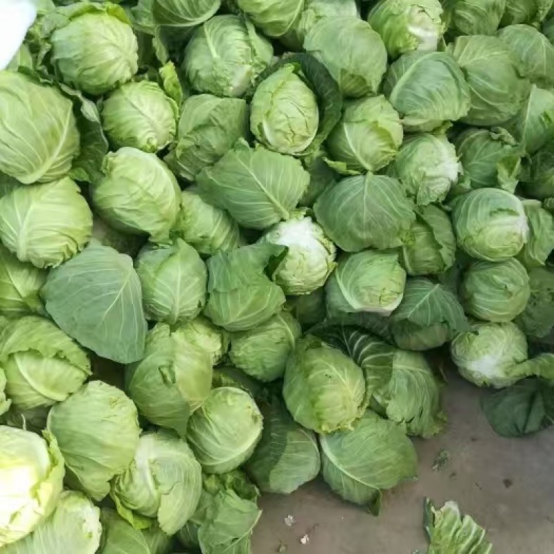 包菜圆包菜热卖中江苏盐城种植基地直发量大价优品质保障
