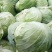 包菜圆包菜热卖中江苏盐城种植基地直发量大价优品质保障