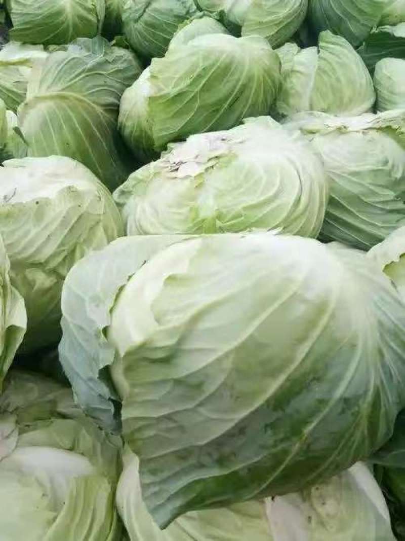 包菜圆包菜热卖中江苏盐城种植基地直发量大价优品质保障