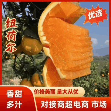 【诚信商家】纽荷尔脐橙九月红果冻橙长虹橙欢迎实地看货