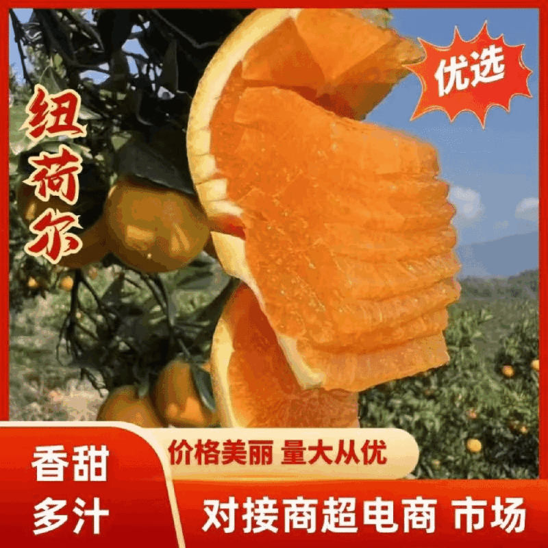 【诚信商家】纽荷尔脐橙九月红果冻橙长虹橙欢迎实地看货