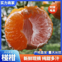 叶椪椪柑无籽椪柑/挂树鲜果一手货源保质保量坏果包赔