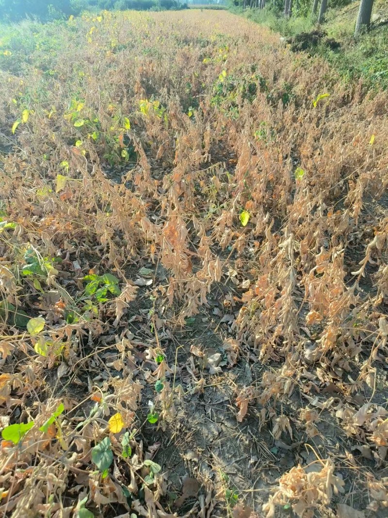 豆筋，鲜豆筋，桐柏鲜豆筋，精品豆筋，厂家直供
