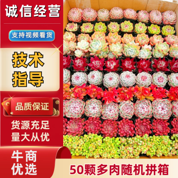 《实力推荐》山东多肉12厘米盆多肉组盆技术指导批发