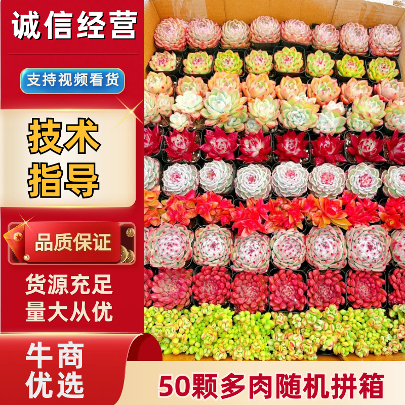《实力推荐》山东多肉12厘米盆多肉组盆技术指导批发
