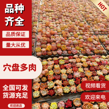 【穴盘多肉植物】***穴盘1毛起产地直发诚信经营