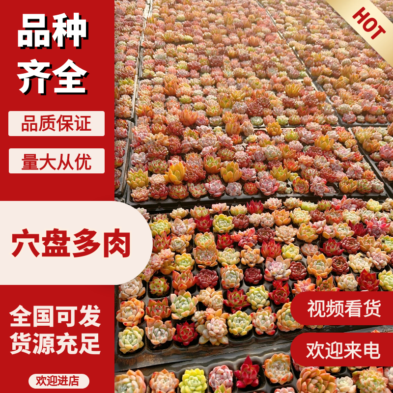 【穴盘多肉植物】***穴盘1毛起产地直发诚信经营