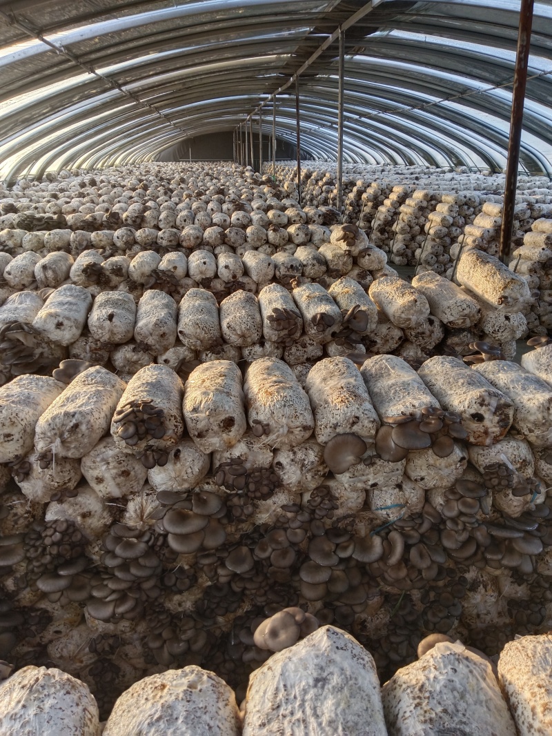【鲜平菇】邯郸精品鲜平菇大量上市产地直发一手货源