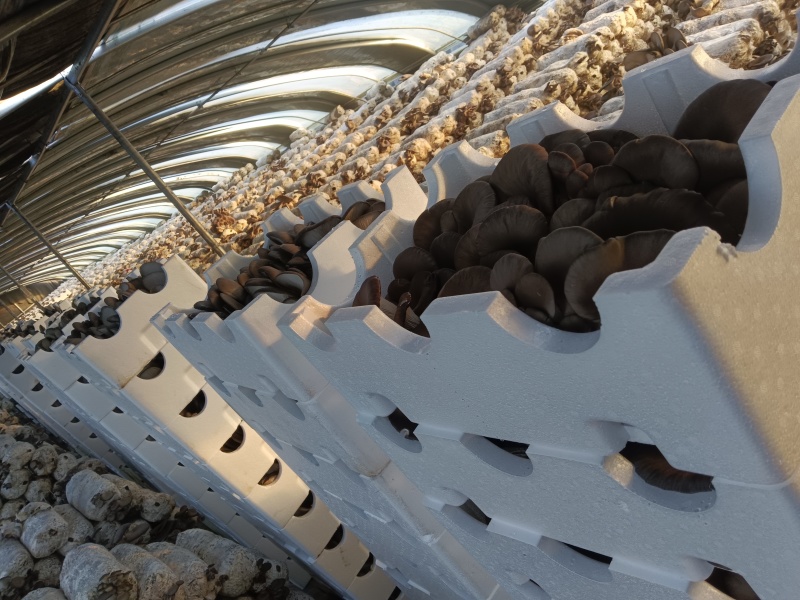【鲜平菇】邯郸精品鲜平菇大量上市产地直发一手货源