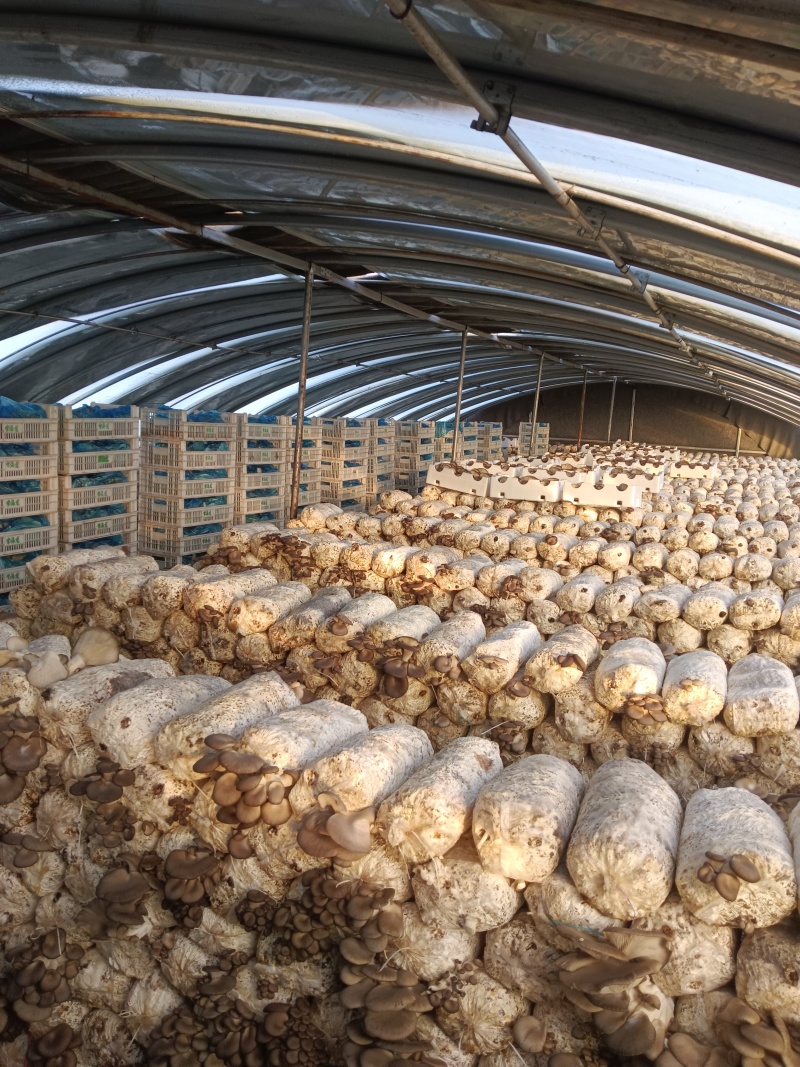【鲜平菇】邯郸精品鲜平菇大量上市产地直发一手货源