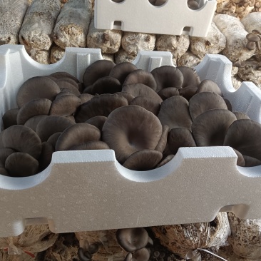 【鲜平菇】邯郸精品鲜平菇大量上市产地直发一手货源