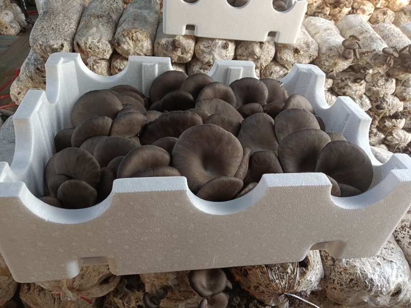 【鲜平菇】邯郸精品鲜平菇大量上市产地直发一手货源
