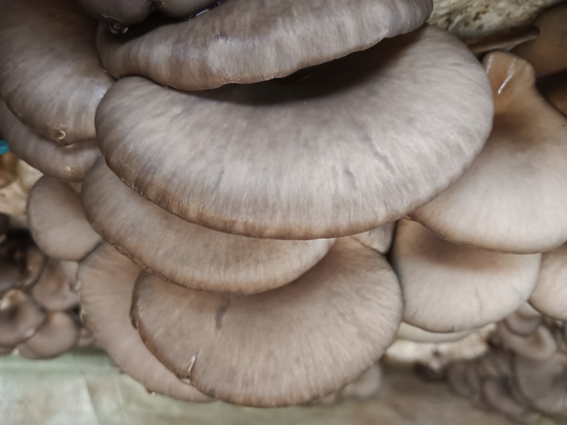 【鲜平菇】邯郸精品鲜平菇大量上市产地直发一手货源