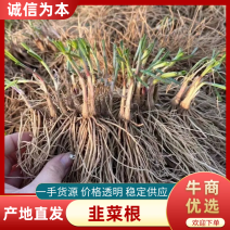 源头紫根韭菜韭菜根，当年新韭菜根，现挖现卖保证成活