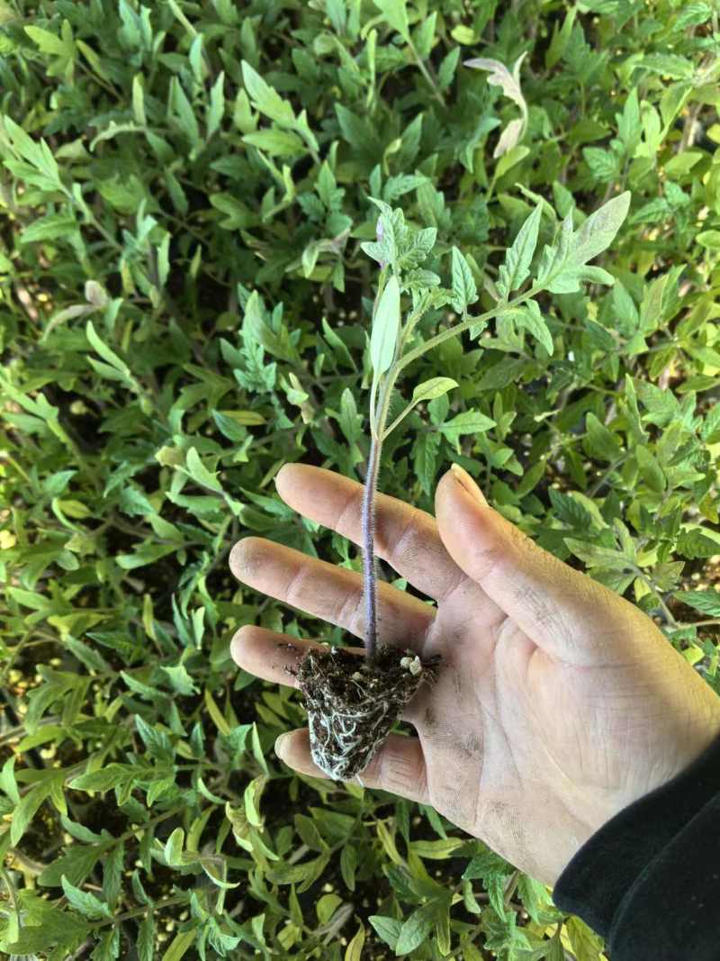 西红柿苗大量上市基地直发可视频看货