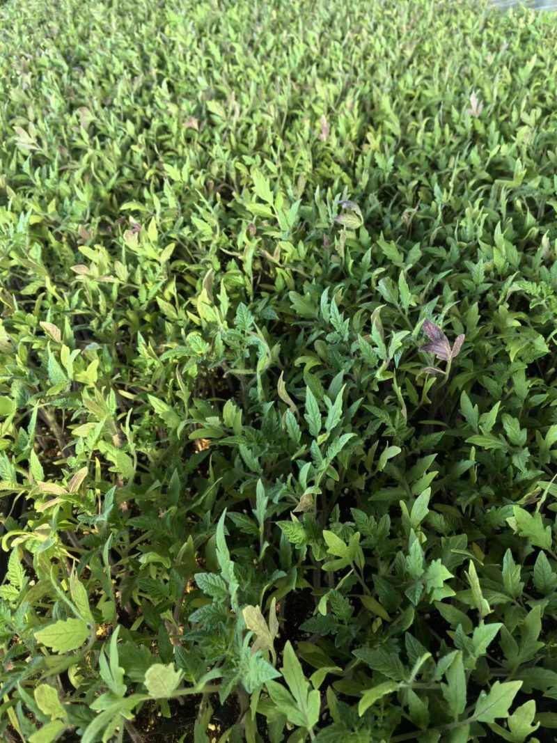 西红柿苗大量上市基地直发可视频看货