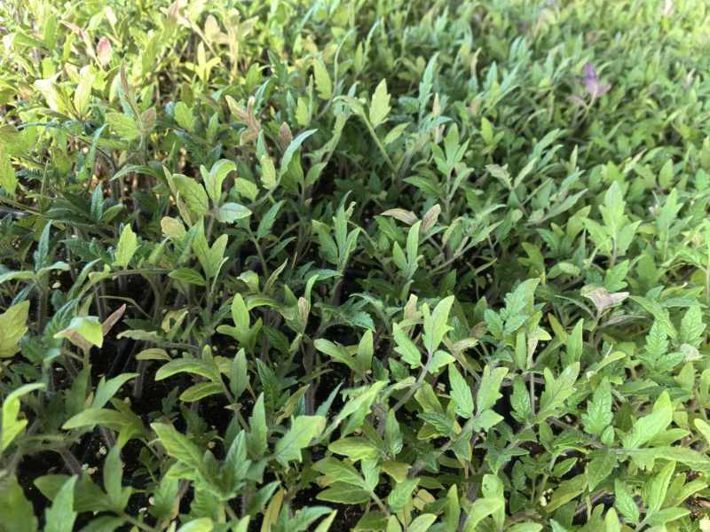 西红柿苗大量上市基地直发可视频看货