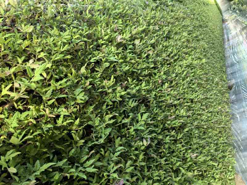 西红柿苗大量上市基地直发可视频看货