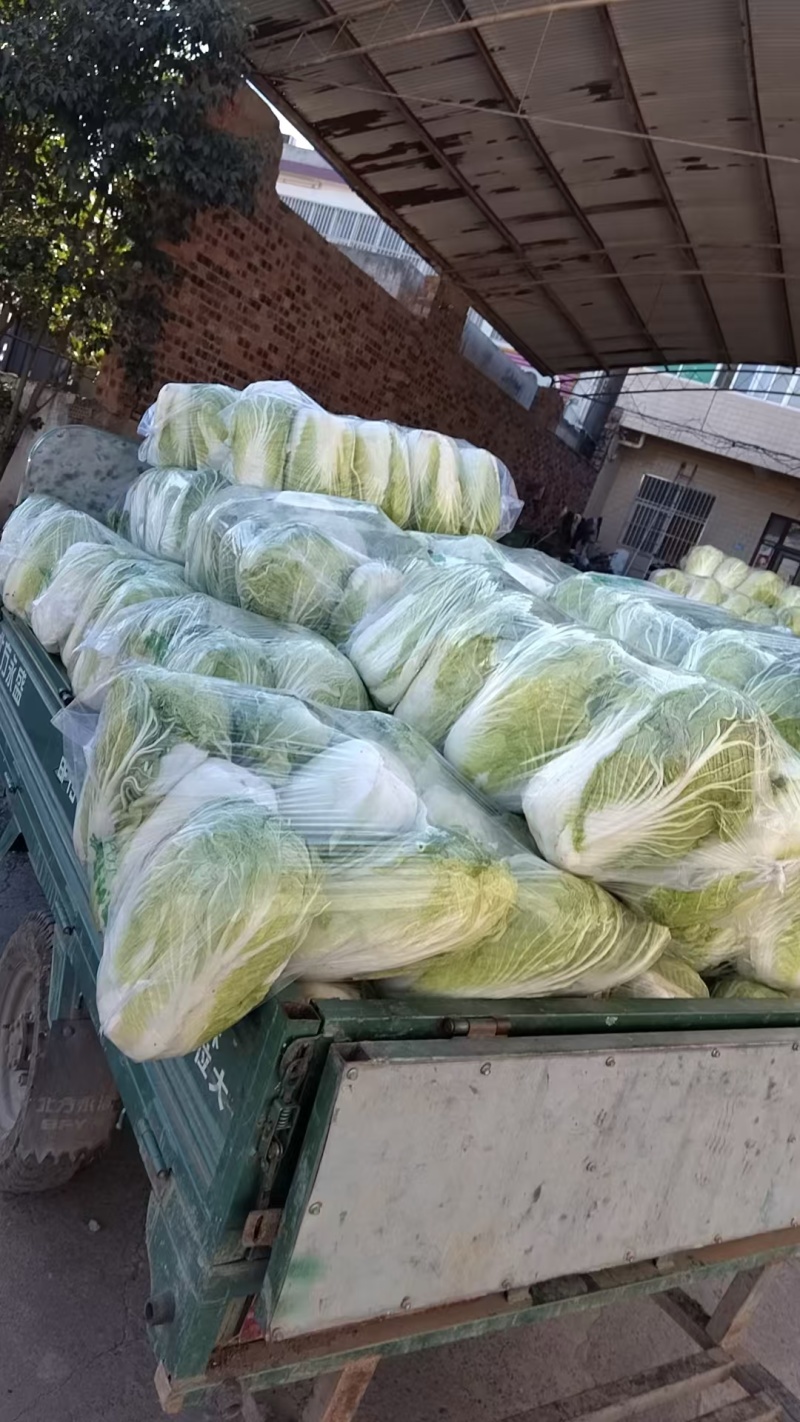 精品白菜产地直发一手货源量大价优对接全国各级市场欢迎致电