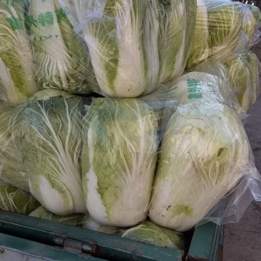 精品白菜产地直发一手货源量大价优对接全国各级市场欢迎致电