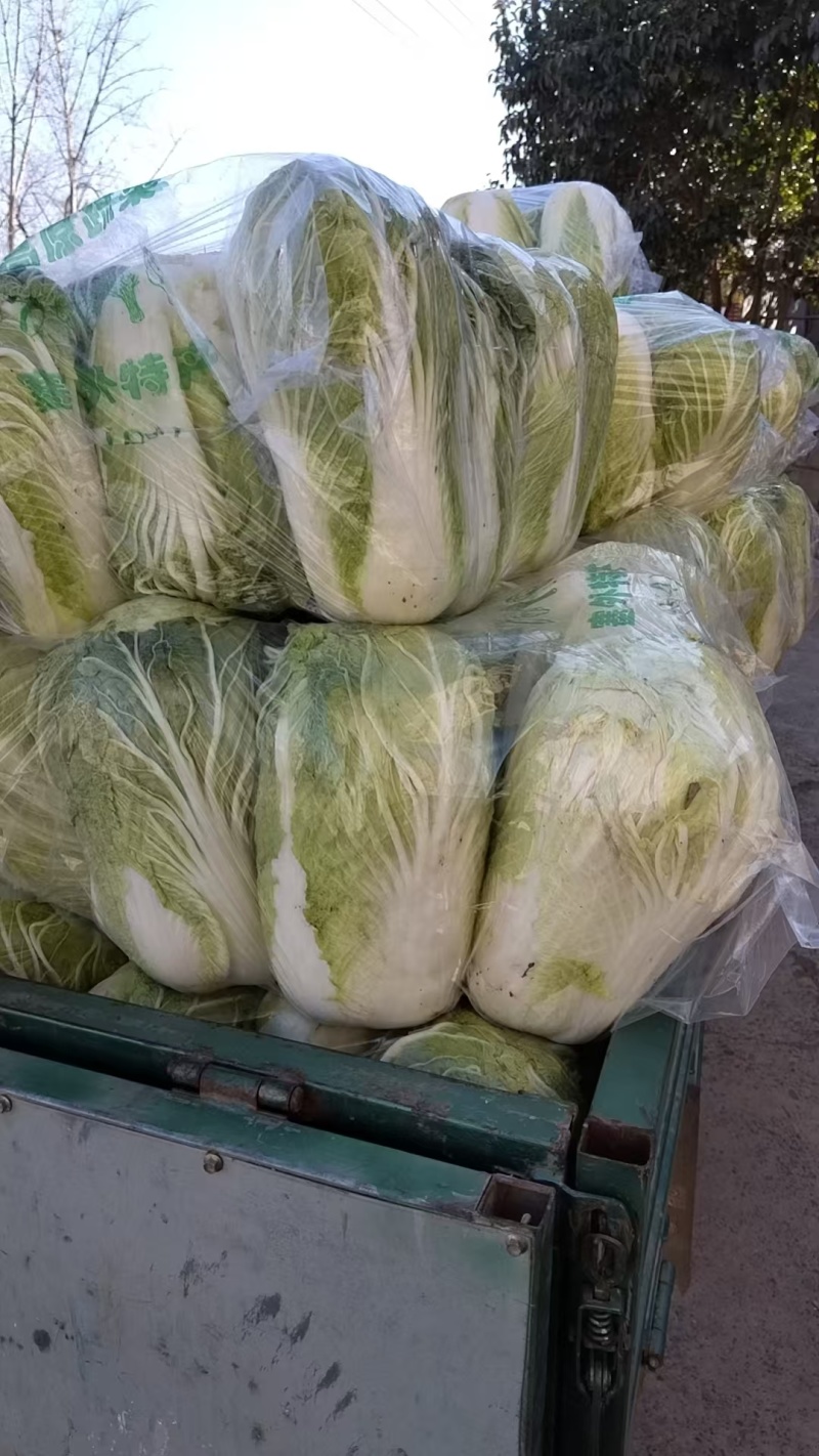 精品白菜产地直发一手货源量大价优对接全国各级市场欢迎致电