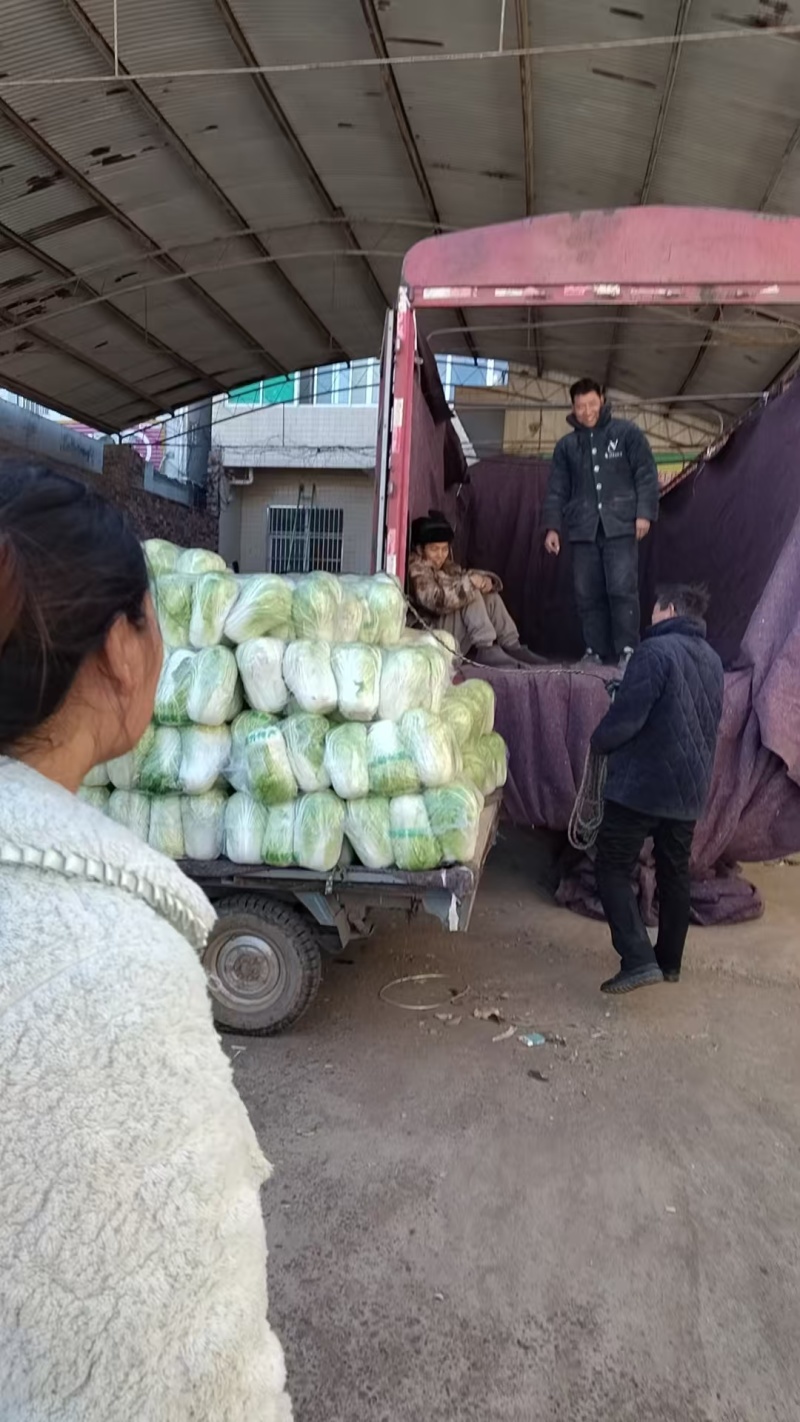 精品白菜产地直发一手货源量大价优对接全国各级市场欢迎致电