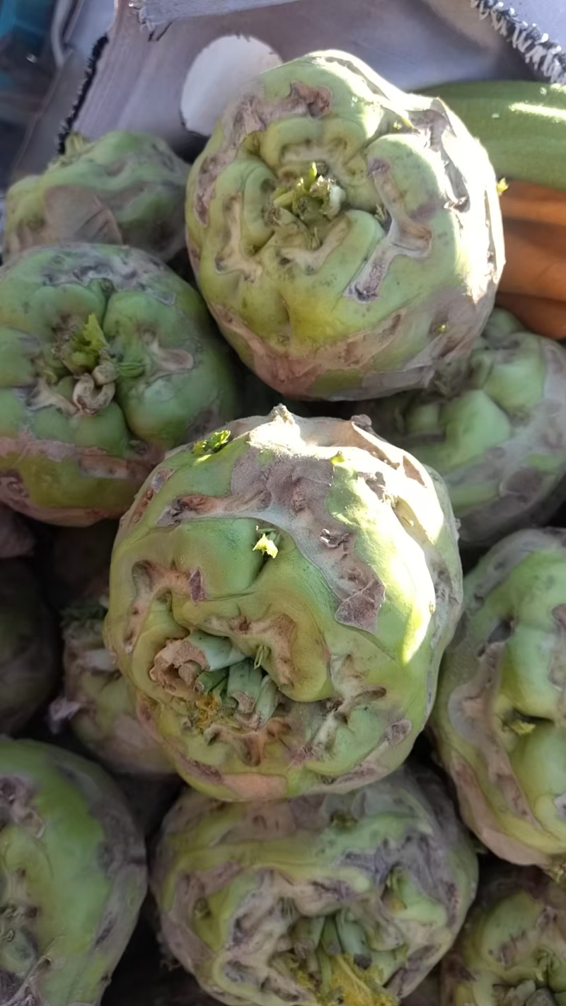 精品芥菜头一手货源量大价优产地直发对接全国客商欢迎致电