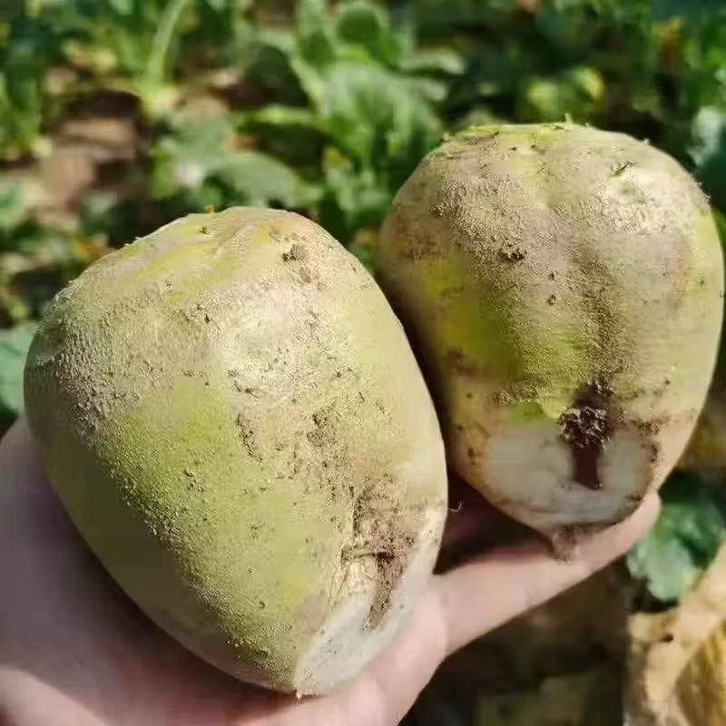 精品芥菜头一手货源量大价优产地直发对接全国客商欢迎致电
