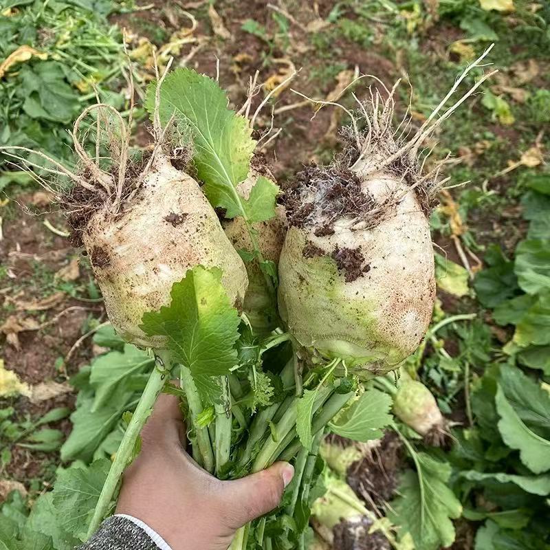 精品芥菜头一手货源量大价优产地直发对接全国客商欢迎致电
