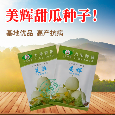 美辉甜瓜种子白皮白绿肉甜度高香味浓香香瓜种子口感细腻抗病