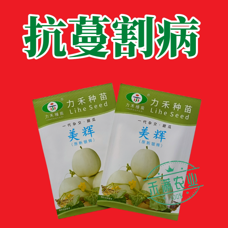 美辉甜瓜种子白皮白绿肉甜度高香味浓香香瓜种子口感细腻抗病