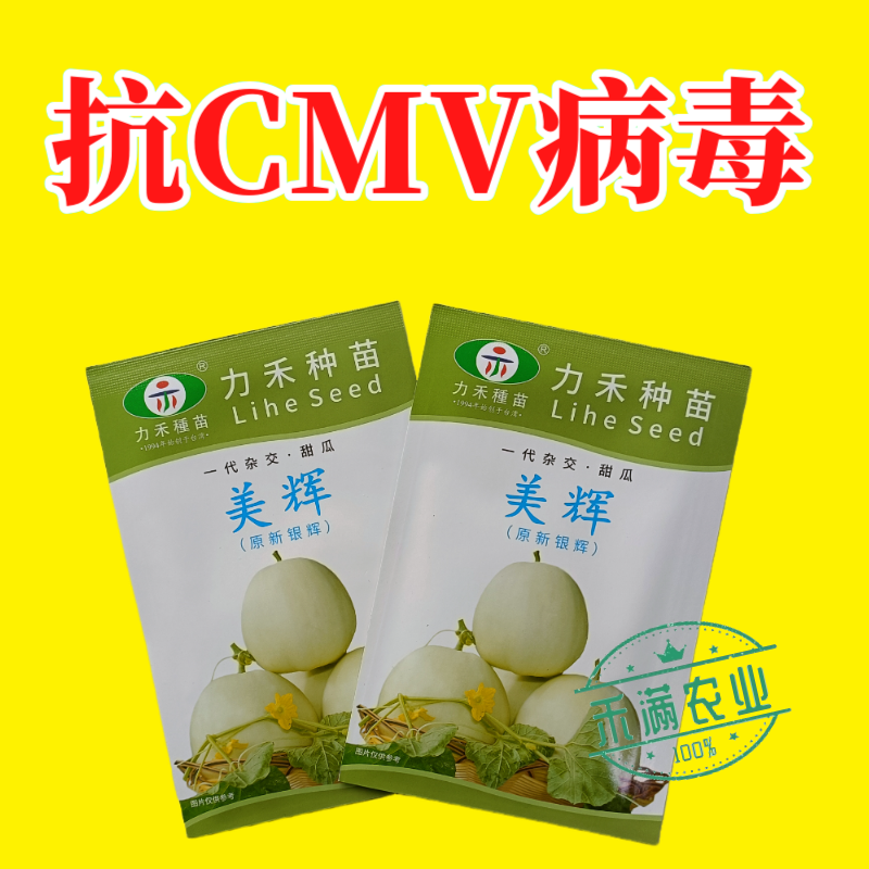 美辉甜瓜种子白皮白绿肉甜度高香味浓香香瓜种子口感细腻抗病