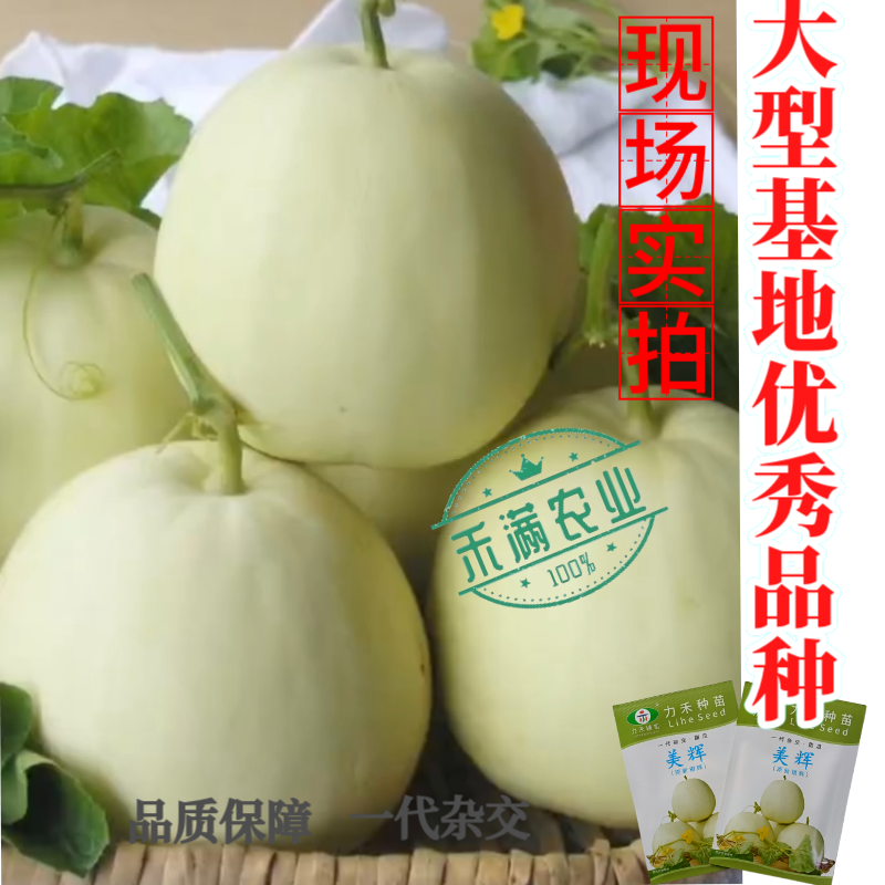 美辉甜瓜种子白皮白绿肉甜度高香味浓香香瓜种子口感细腻抗病