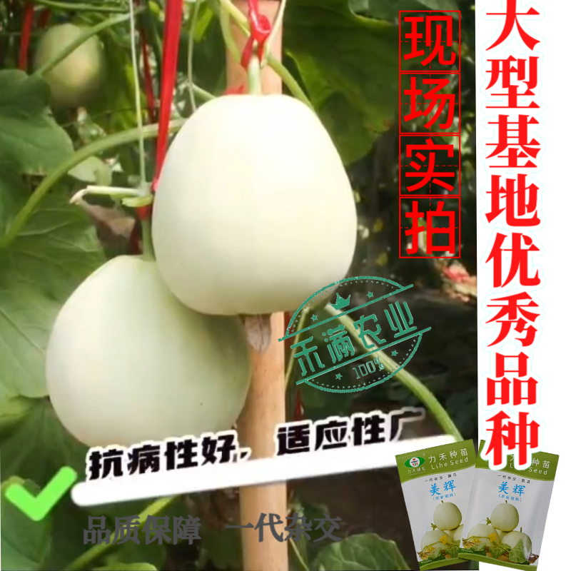 美辉甜瓜种子白皮白绿肉甜度高香味浓香香瓜种子口感细腻抗病
