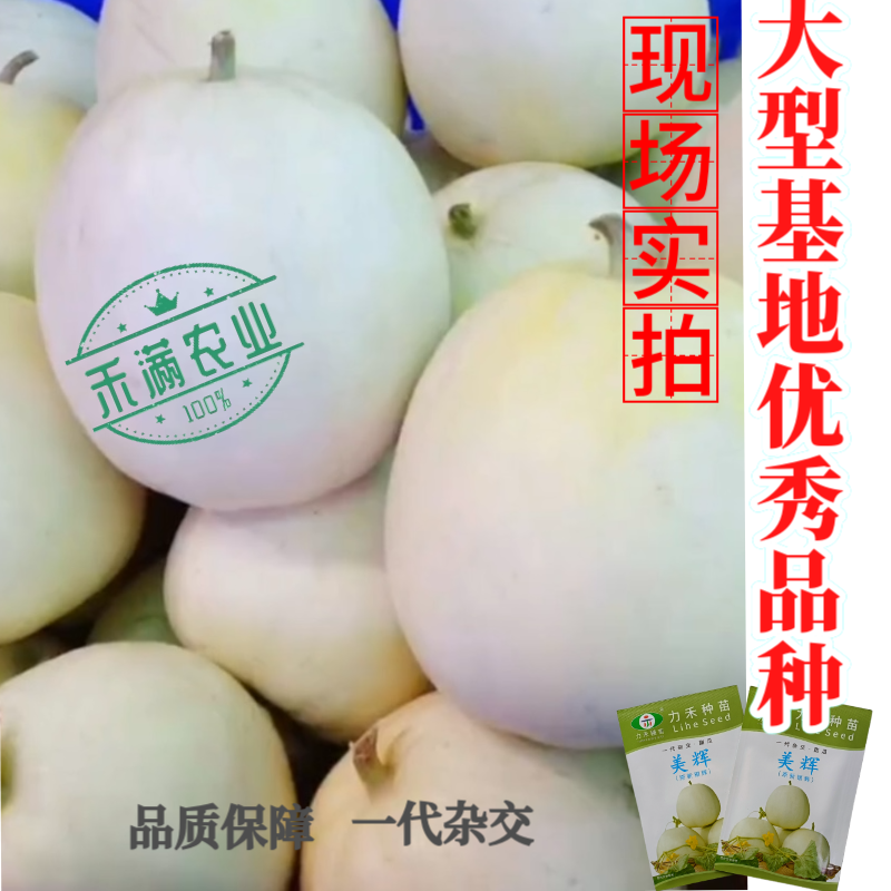 美辉甜瓜种子白皮白绿肉甜度高香味浓香香瓜种子口感细腻抗病