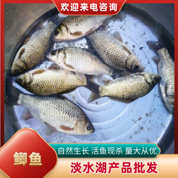 微山湖淡水鲫鱼，原生态自然生长，活鱼现杀，孕妇下奶